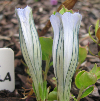 Gentiana hexaphylla
